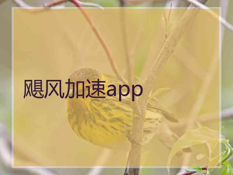 飓风加速app