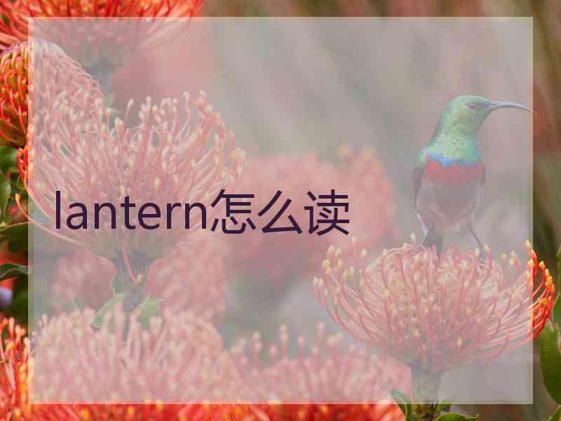 lantern怎么读