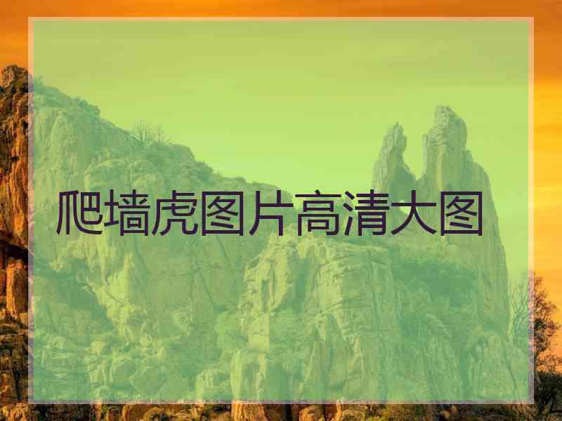 爬墙虎图片高清大图