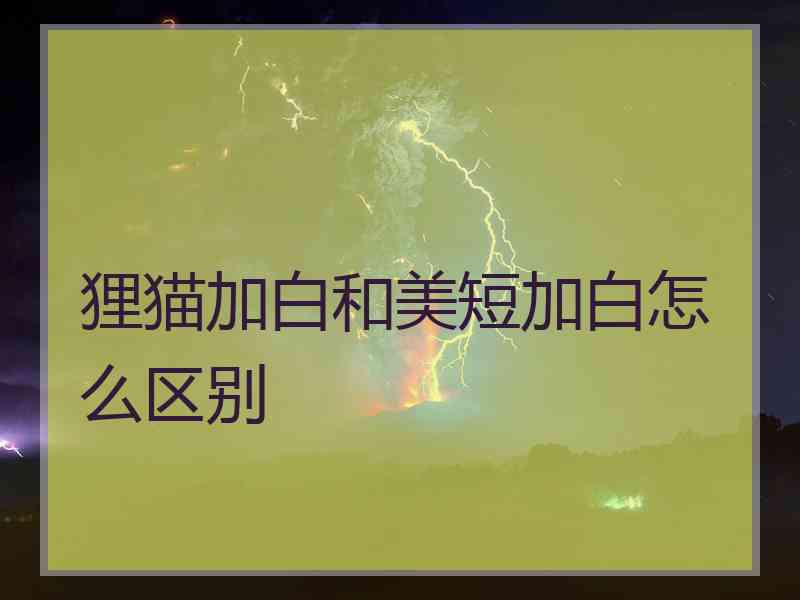 狸猫加白和美短加白怎么区别