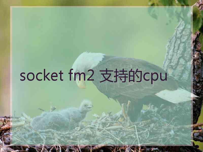 socket fm2 支持的cpu