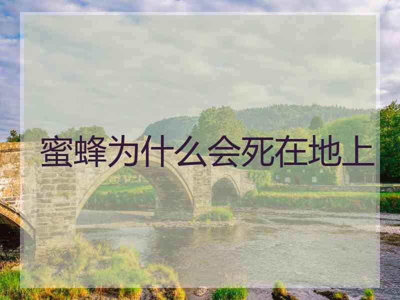 蜜蜂为什么会死在地上