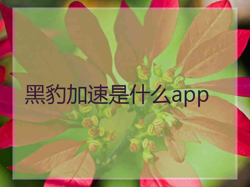 黑豹加速是什么app