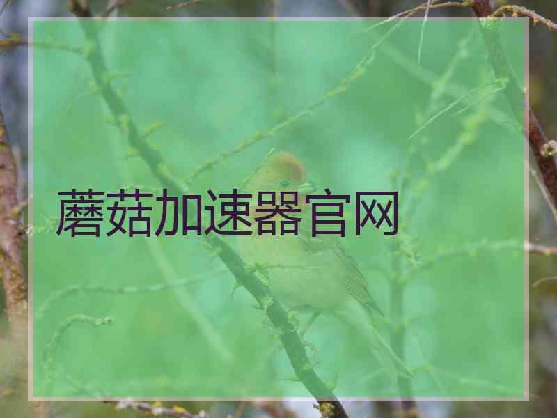 蘑菇加速器官网