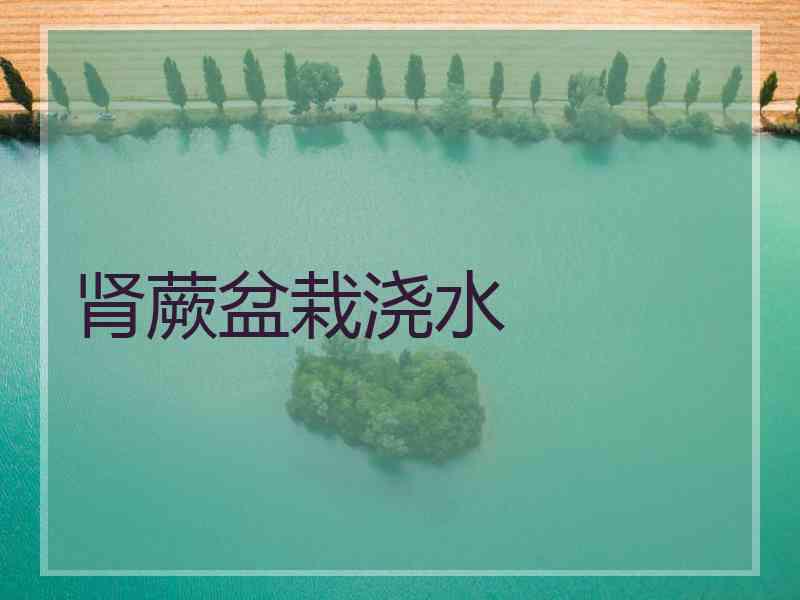 肾蕨盆栽浇水