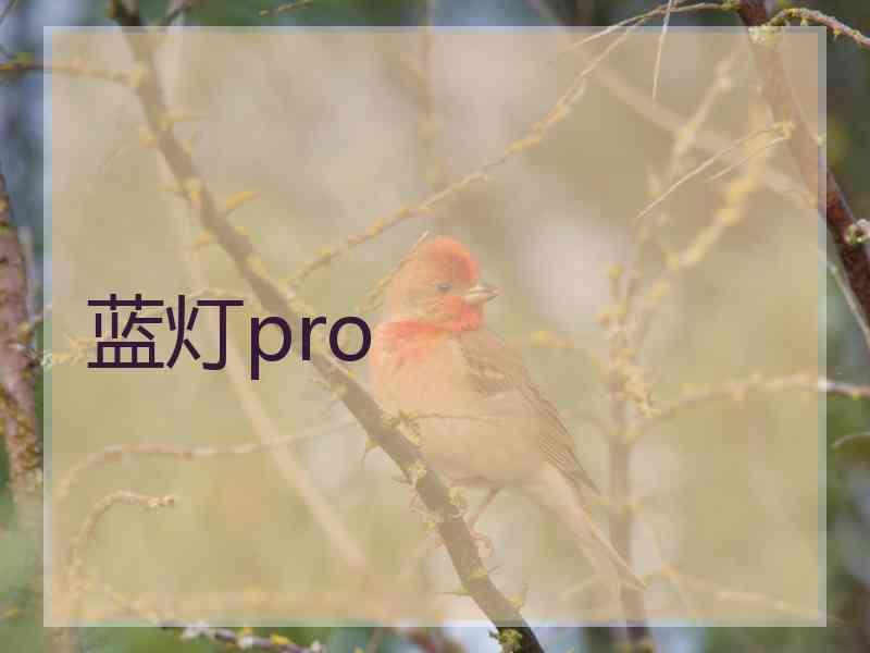 蓝灯pro