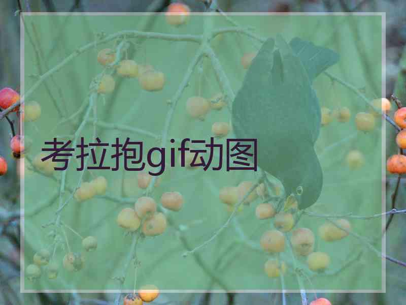 考拉抱gif动图