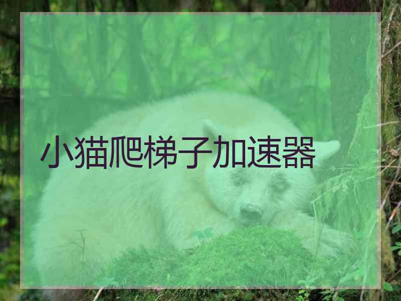 小猫爬梯子加速器