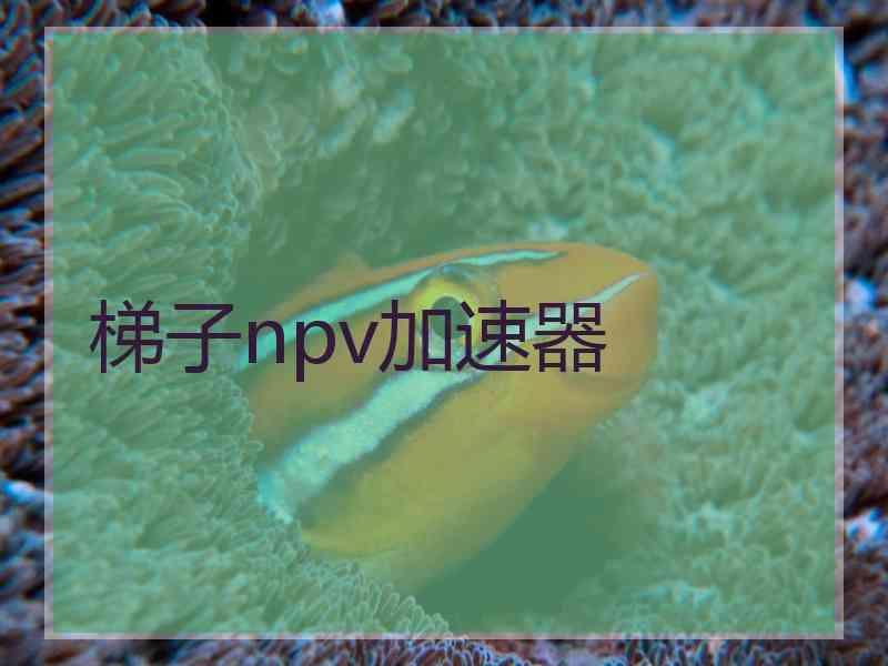 梯子npv加速器